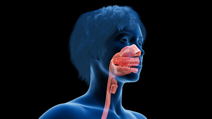 Wall Mural - 3d rendered medical illustration of a woman's mouth and upper airway.