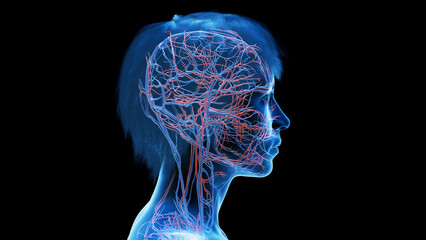 Wall Mural - 3d rendered medical illustration of a woman's vasculature of the head and neck