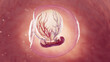 3d rendered medical illustration of an embryo at 3 weeks of gestation
