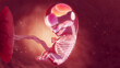 3d rendered medical illustration of organs of an embryo at 10 weeks gestation