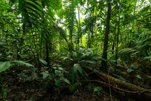 Green Trees Growing In Tropical Forest