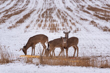 Urban White-tailed Deer Feeding In The Snow In December