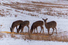 Urban White-tailed Deer Feeding In The Snow In December