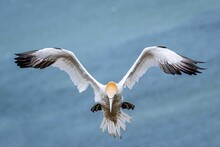 Beautiful Northern Gannet Bird Flying In The Sky - Morus Bassanus