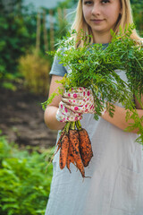 Poster - Farmer woman harvests carrots in the garden. Selective focus.