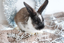 A White-gray Rabbit With Protruding Ears Sits On A Silver New Year's Background