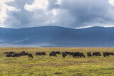 Fototapeta Sawanna - Buffalos in Ngorongoro Crater. Safari in Tanzania, Africa 