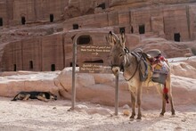 Donkey With Decorative Saddle Is Standing By Information Boards About Trail In Petra, Jordan. Petra Is Ancient Nabataean City,  Considered One Of Seven New Wonders Of World And Is  World Heritage Site