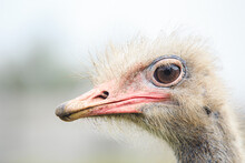 The Head Of A Dirty Ostrich Close-up On A Light Background. Close-up Portrait Of The Animal, The Background Is Blurred.