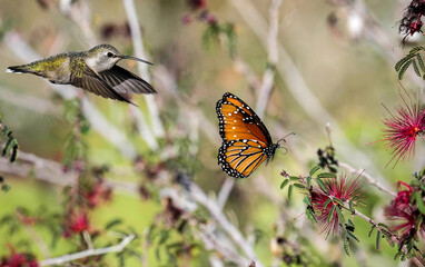 Anna's Hummingbird vs. Monarch Butterfly