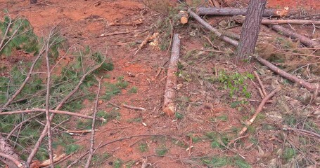 Canvas Print - Preparation of land for construction home complex uprooting trees in pine destroyed forest