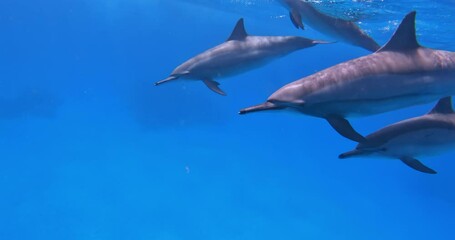 Wall Mural - Cute spinner dolphins swimming underwater.
