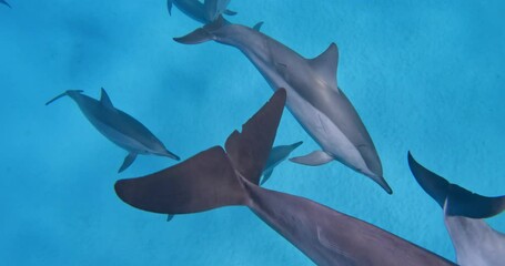 Wall Mural - Cute spinner dolphins swimming underwater.
