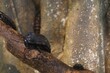 Closeup shot of oriental cockroaches climbing a tree branch - Blatta orientalis