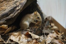 Closeup Shot Of A Rat In A Tree Hollow In The Fall - Rattus