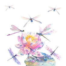 Botanical Watercolor Illustration Of Pink Water Lily With Dew Drops And Many Dragonflies.