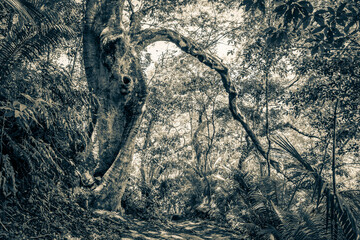 Wall Mural - Hiking trail in natural tropical jungle forest Ilha Grande Brazil.