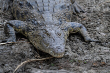 A Crocodile Resting On The Bank Of The Kafue River In Kafue National Park In Zambia.