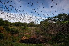 The Nightly Emergence Of 20 Million Mexican Free-tailed Bats At Bracken Bat Cave, Texas.