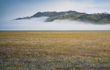 A Photo Of The 2022 Wildflower Bloom In The Central Valley Of California.