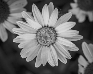 Wall Mural - Greyscale shot of a blooming flower