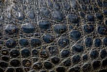 American Alligator Detail In The Fakahatchee