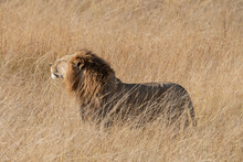 A Male Lion Walking Through The Tall  Dry Grass  In Kafue National Park In Zambia.