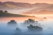 © Tandem Stock - A foggy winter morning in Marin and Sonoma Counties, near Petaluma, California.