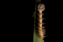 Automeris Postalbida (Saturniidae) Larva In Last Instar, Feeding. La Selva Biological Station. Costa Rica.