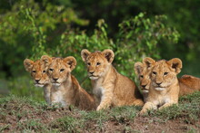 Five Cute Lion Cubs Looking Into The Camera, Resting On A Hill
