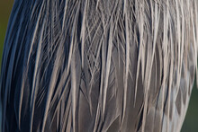 Detail Of A Great Blue Heron
