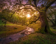 © Tandem Stock - A seasonal, ephemeral creek in Marin County, California.