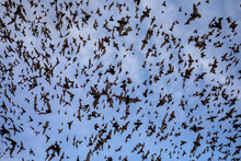 Mexican Free-tailed Bats Emerging From Bracken Bat Cave, Texas. 