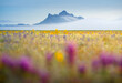© Tandem Stock - A photo of the 2022 wildflower bloom in the Central Valley of California.