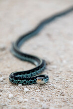 Common Florida Garter Snake