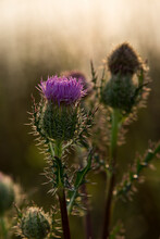 Scottish Thistle With Dew At Dawn