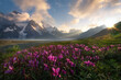 © Tandem Stock - purple flower meadow in front of mountain