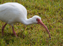 Close Shot Of White Ibis In Grass With Worm In Beak