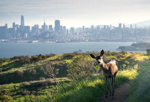 A Deer With Alcatraz Island And The San Francisco Skyline Behind. 
