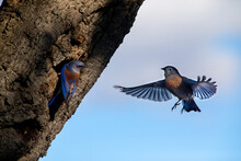 Western Bluebird, Santa Ynez, California. 