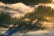 © Tandem Stock - Spectacular sunrise light filtering through the trees and the fog. Taken in Northern California.