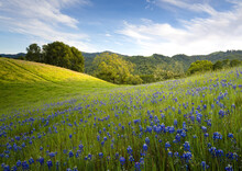 Wildflower Fields In Spring, Marin County, California.
