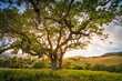 © Tandem Stock - A majestic oak tree in the beautiful hills of Marin County, Calfornia.