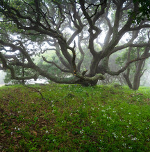 A Tree With Flowers On Foggy Morning. Marin County, California