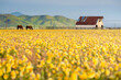 © Tandem Stock - A photo of a barn with wildflower bloom in the Central Valley of California.