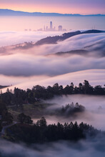 Morning Fog Flows On Mt. Tamalpais, California. 