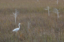An Egret Amongst The Dwarf Cypress And Sawgrass Of Everglades National Park