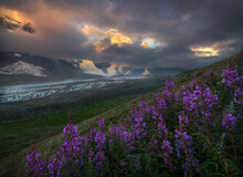 Sunset Over Purple Flowers And Mountain
