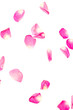© avelina_boyko - Petal of pink rose where it dances freely. Valentine background. Red pink petals falling