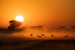 © Tandem Stock - A herd of puku and lechwe are backlit in the heavy morning mist rising off the grass and water channels as the sun rises over the Busanga Plains in Kafue National Park in Zambia.
